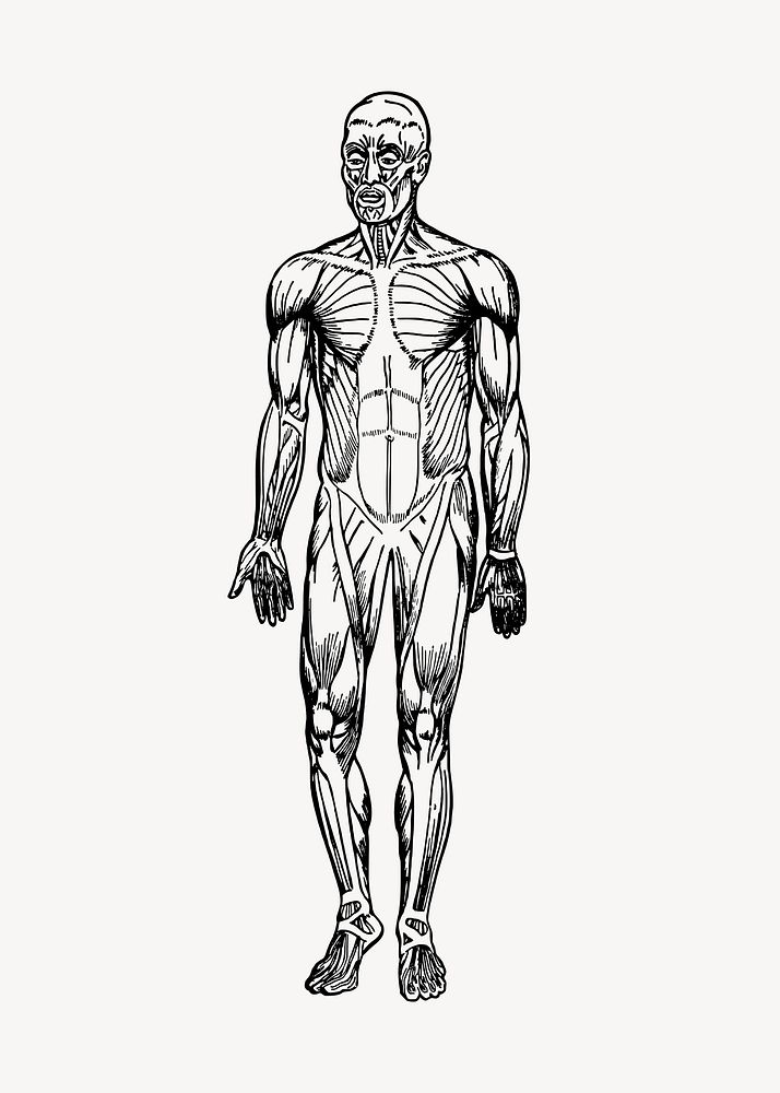 Human muscles clipart, drawing illustration vector. Free public domain CC0 image.