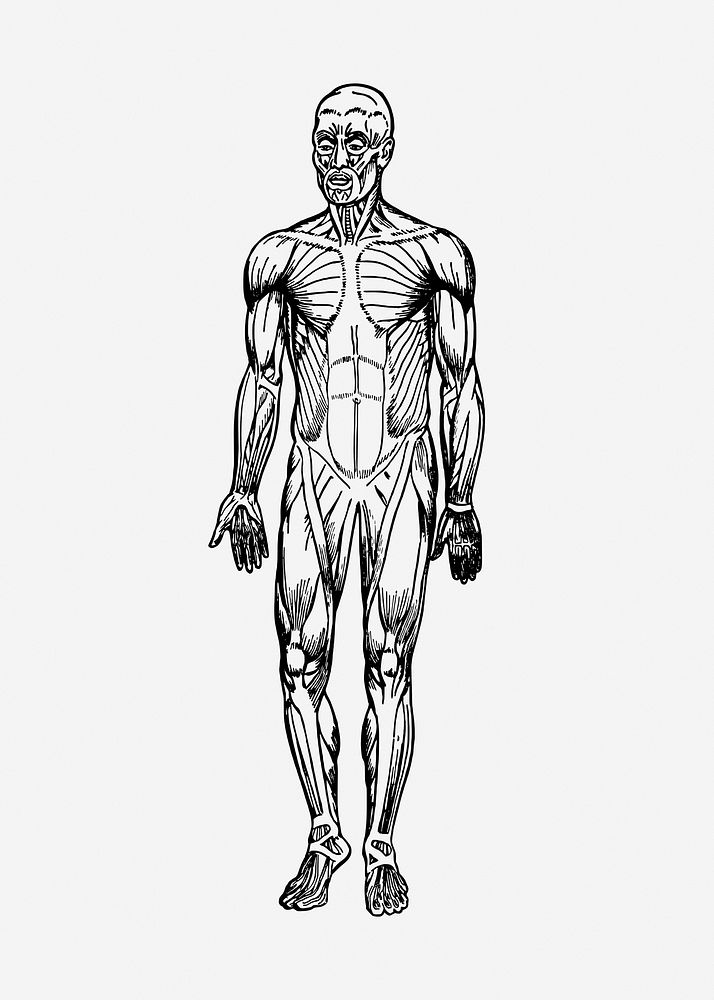 Human muscles, drawing illustration. Free public domain CC0 image.