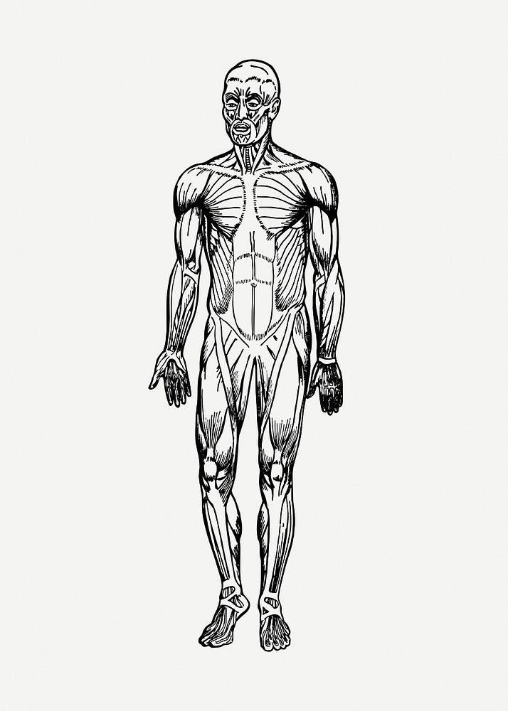 Human muscles collage element, vintage illustration psd. Free public domain CC0 image.