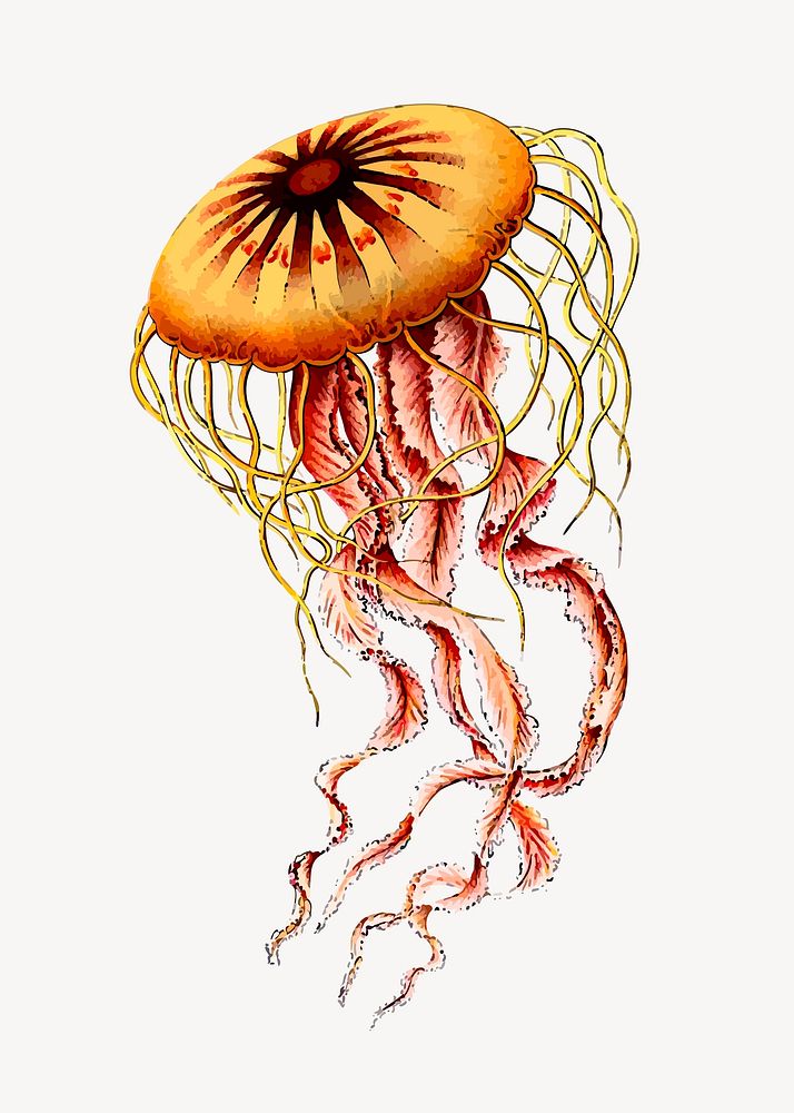 Jellyfish, animal illustration. Free public domain CC0 image