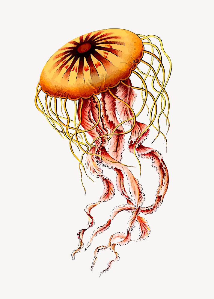 Jellyfish clipart, animal illustration psd. Free public domain CC0 image