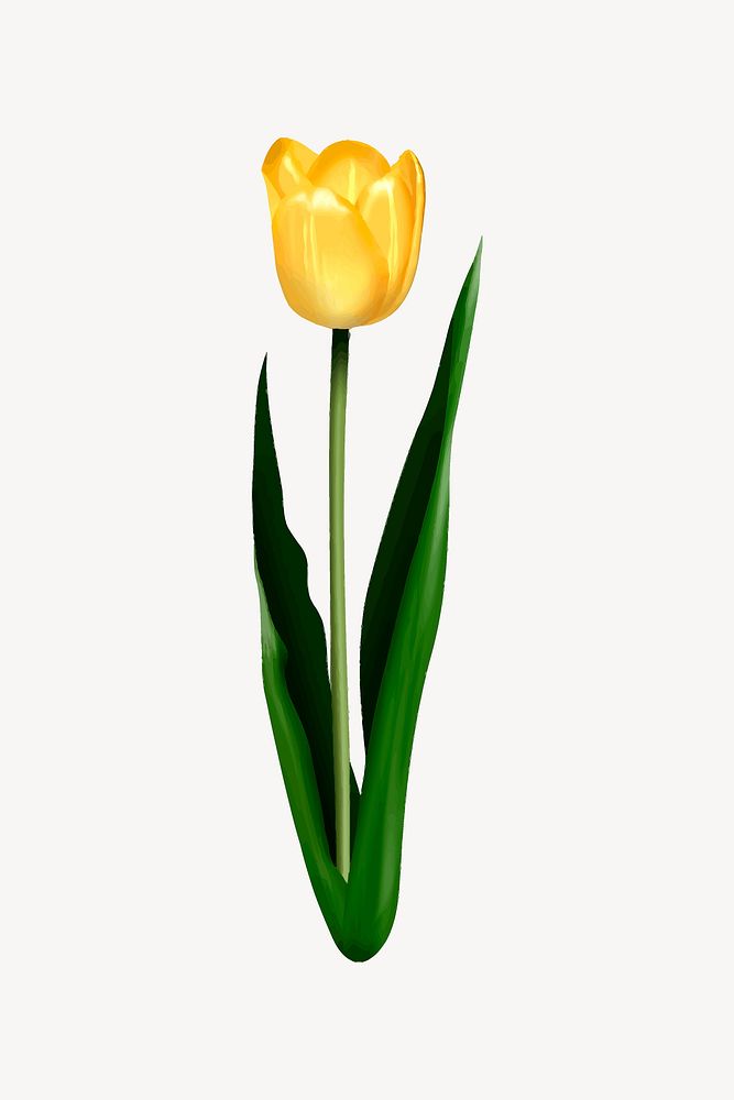Yellow tulip clip art, flower illustration. Free public domain CC0 image.