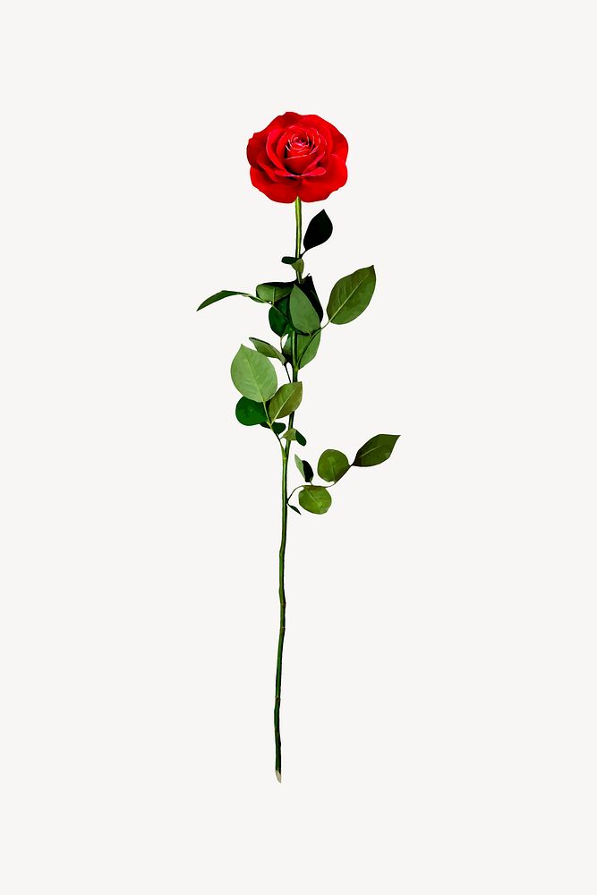 Red rose clipart, flower illustration psd. Free public domain CC0 image.