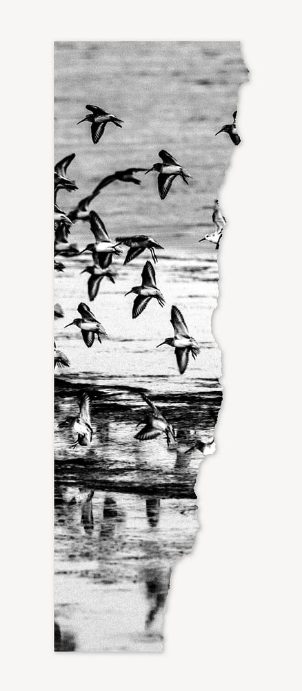 Birds border, collage element, black & white psd