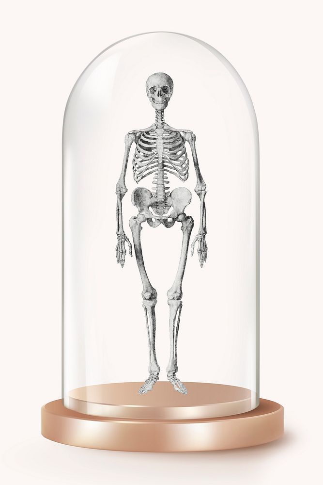 Human skeleton in glass dome, medical concept art