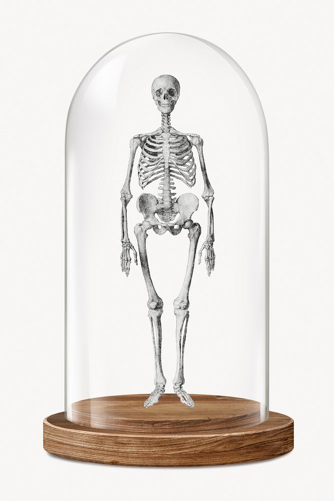 Human skeleton in glass dome, medical concept art