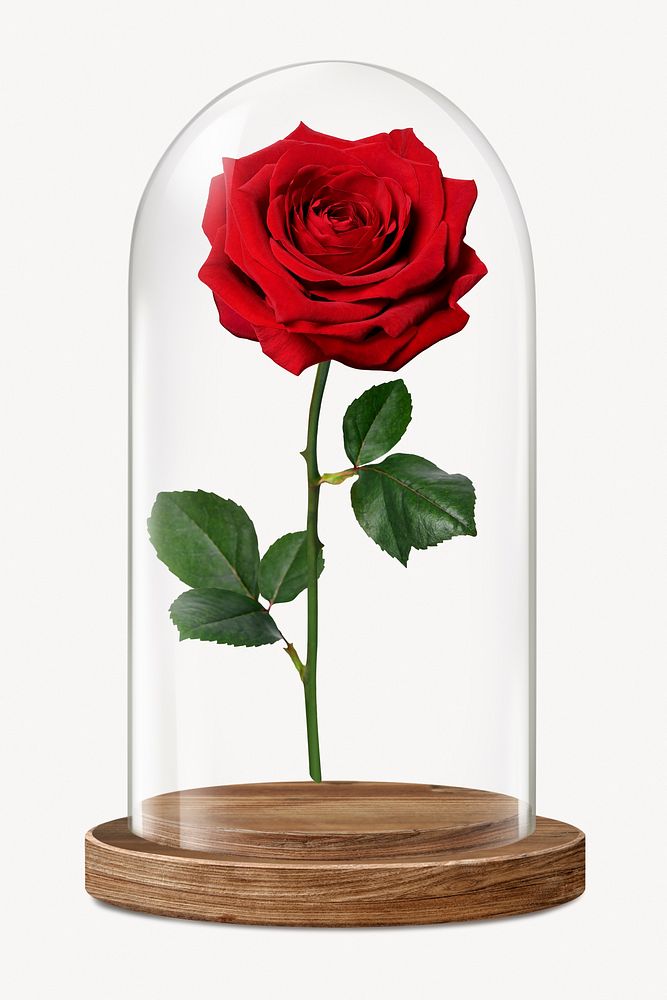 Rose flower in glass dome, Valentine's concept art