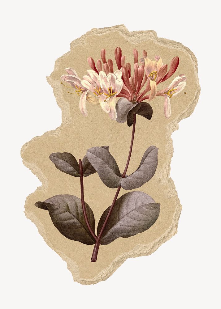 Honeysuckle flower collage element, botanical ripped paper design psd