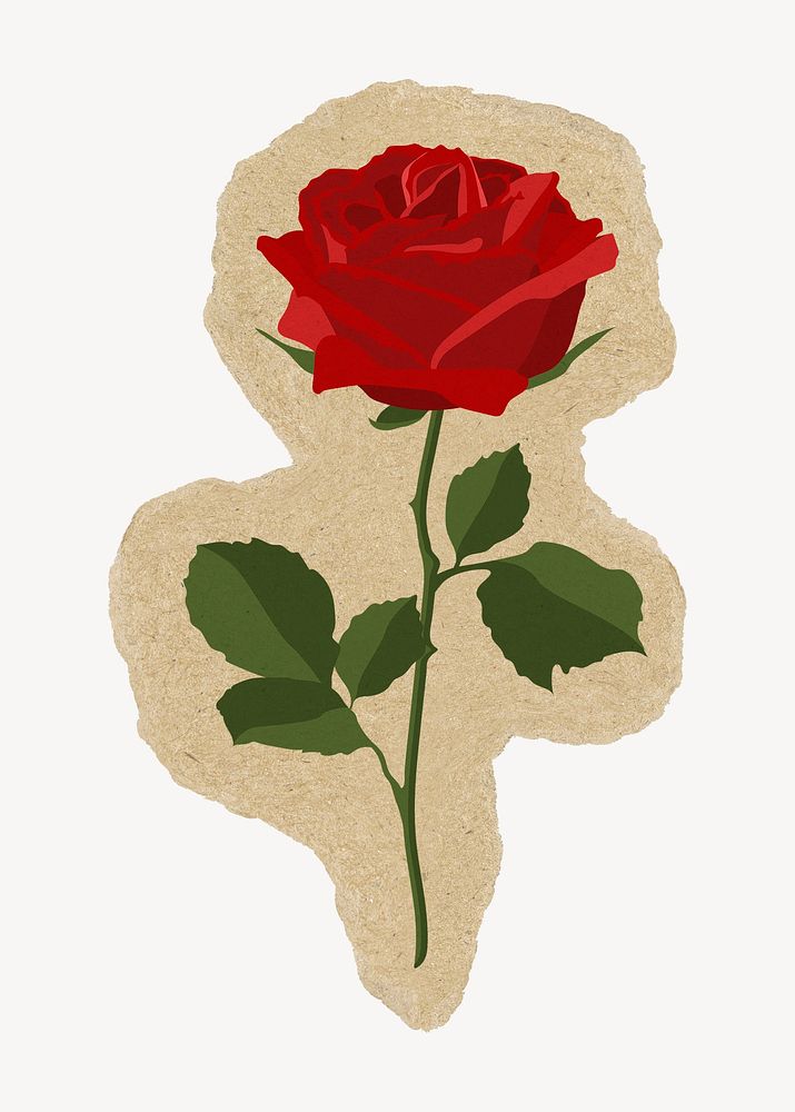 Red rose on brown torn paper