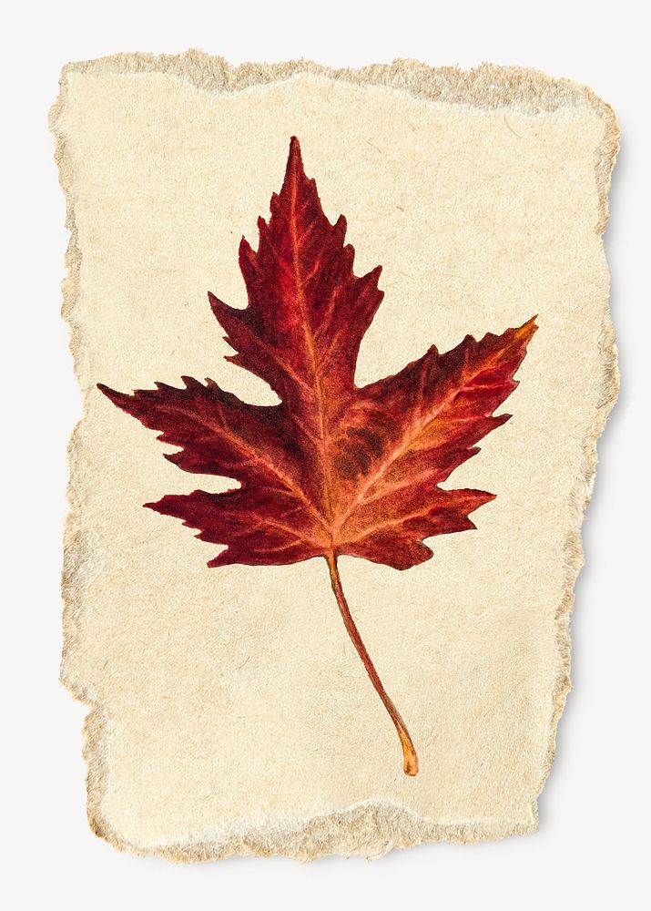 Maple leaf, Autumn  ripped paper collage element