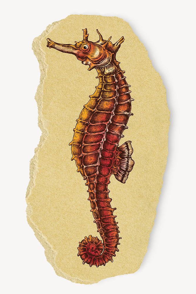 Vintage seahorse, ripped paper collage element psd