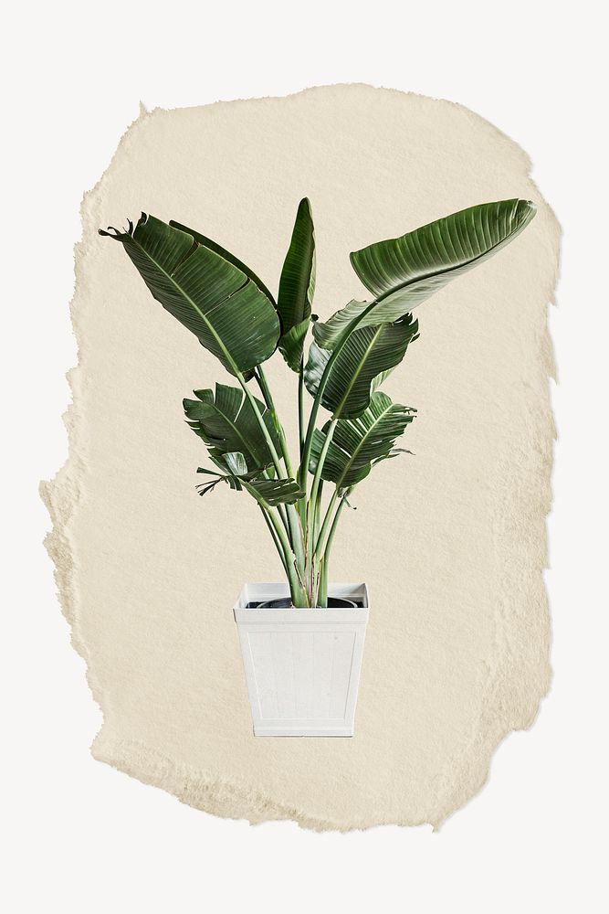 Aesthetic houseplant, ripped paper collage element psd
