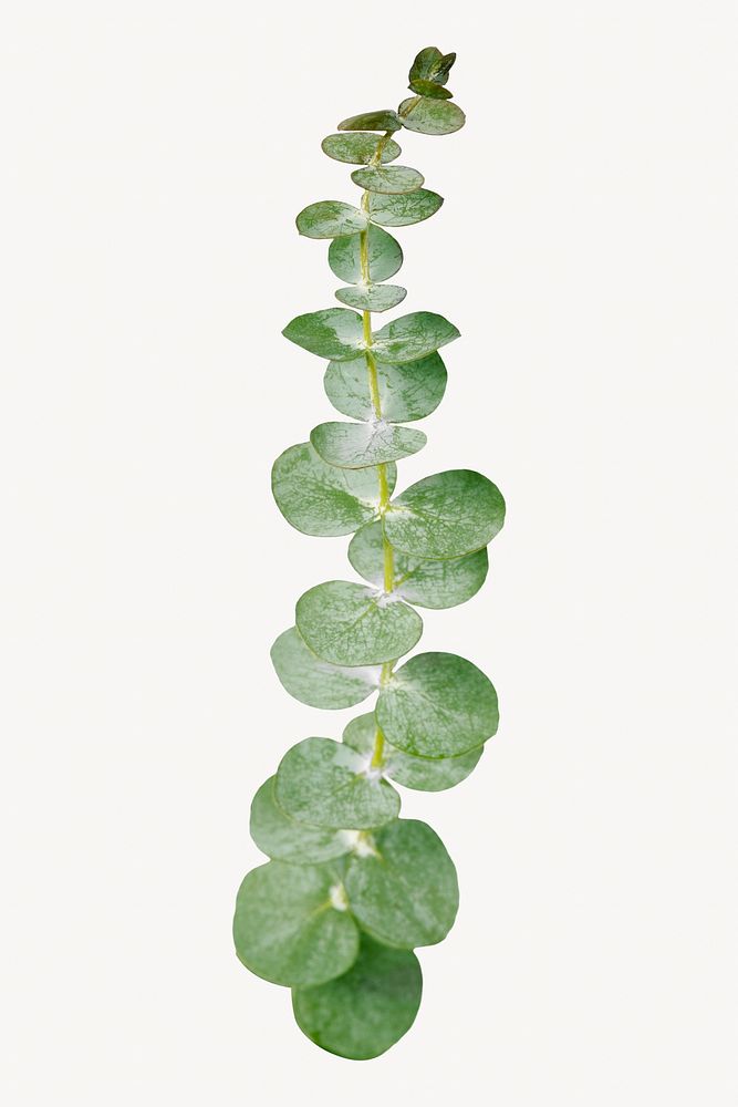 Eucalyptus leaf branch, aesthetic plant isolated image