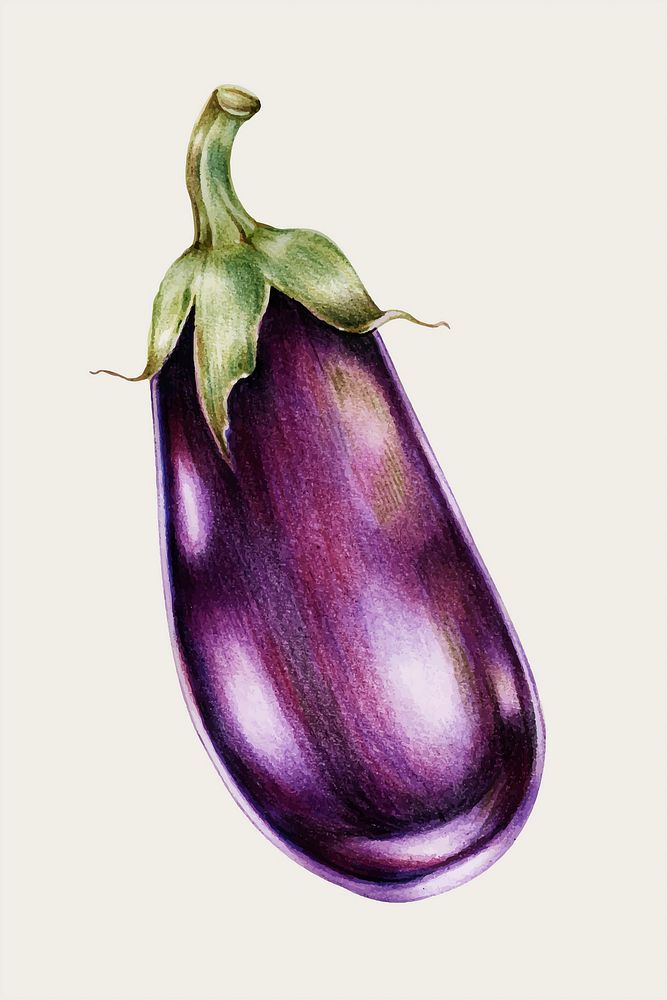 Eggplant vintage hand-drawn vector