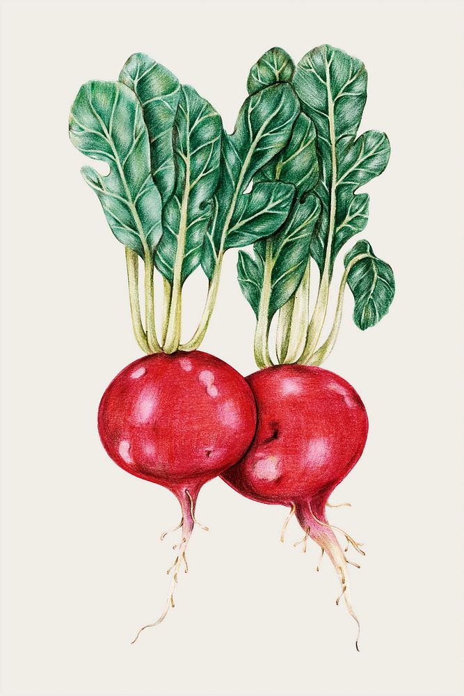 Red radish vintage vector hand-drawn