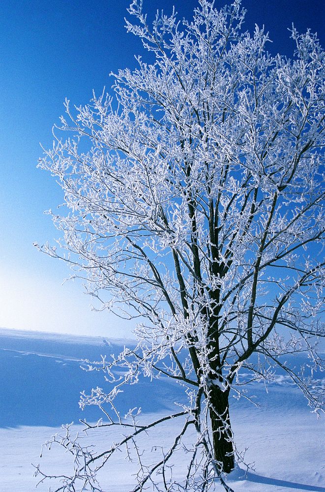 A frozen tree in Japan