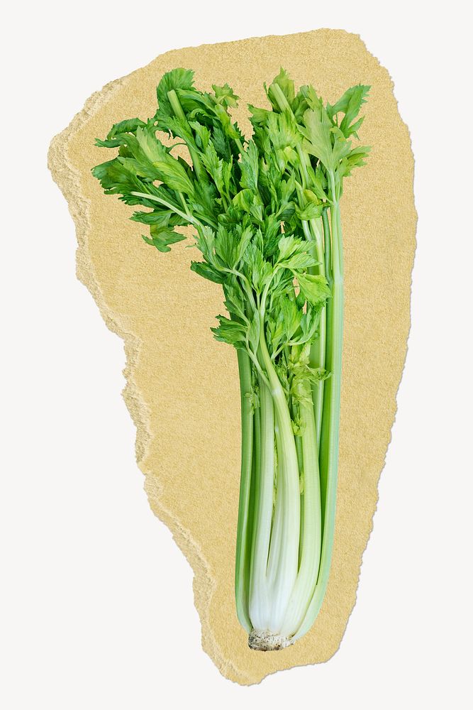 Celery ripped paper, vegetable, food ingredient graphic