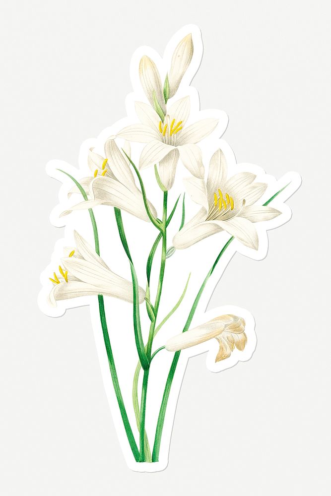 White lily flower sticker with a white border design element