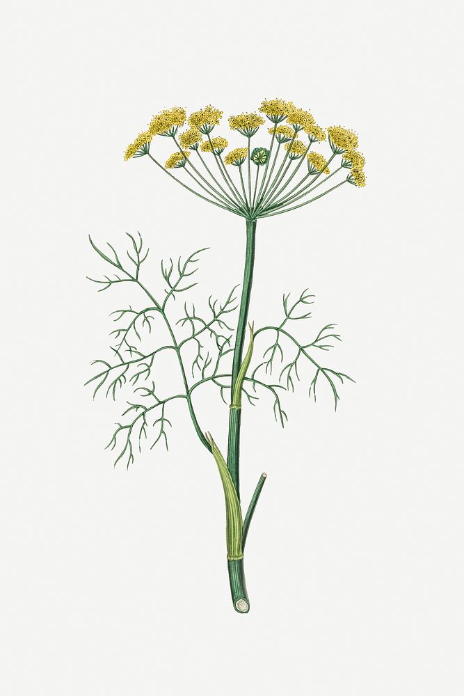 Psd botanical dill medicinal plant sketch