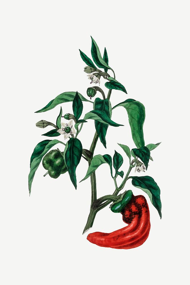 Vintage medicinal chili plant vector illustration
