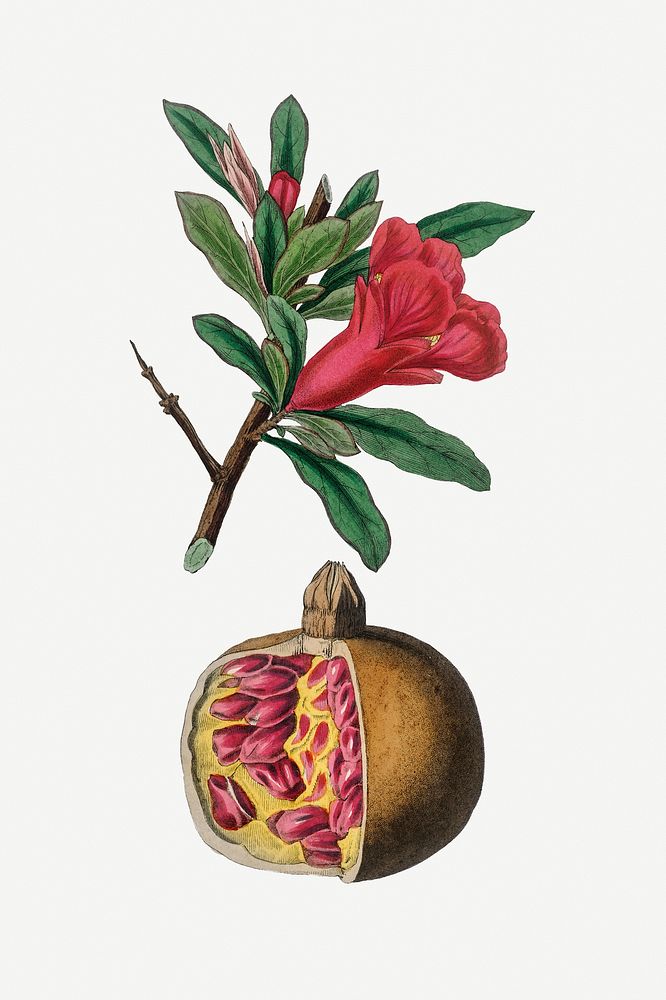 Vintage botanical pomegranate plant illustration