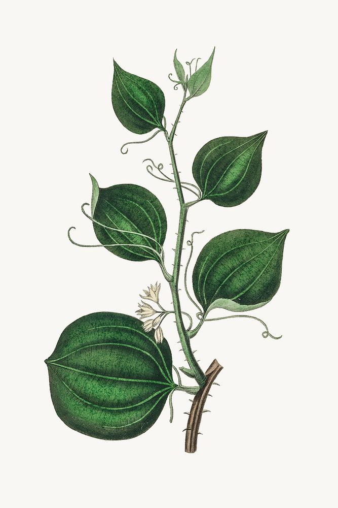 Botanical green plant illustration vintage