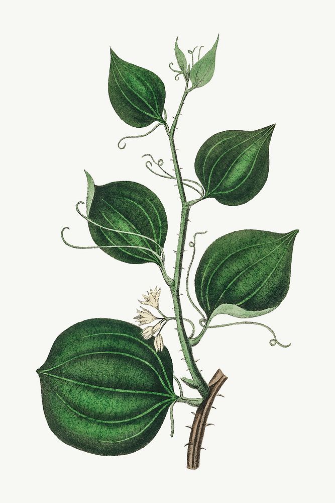 Botanical sarsaparilla vine plant vector vintage sketch