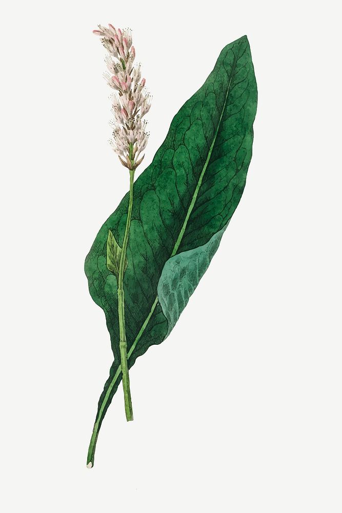 Medical botanical vector bistort plant illustration