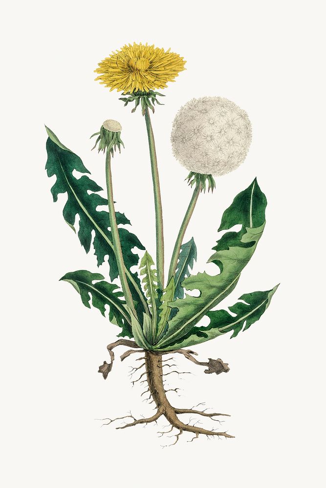 Botanical dandelion plant vintage illustration