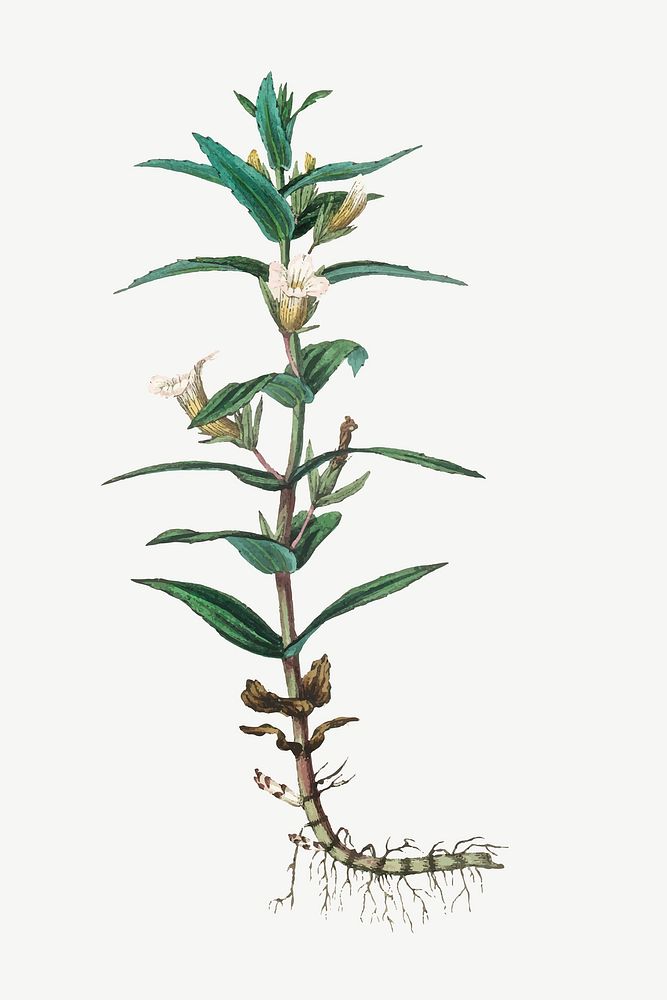 Medical botanical vector gratiole plant illustration