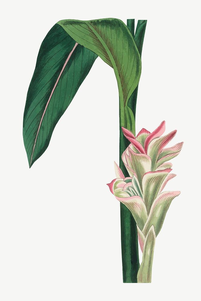 Medical botanical vector white turmeric plant illustration