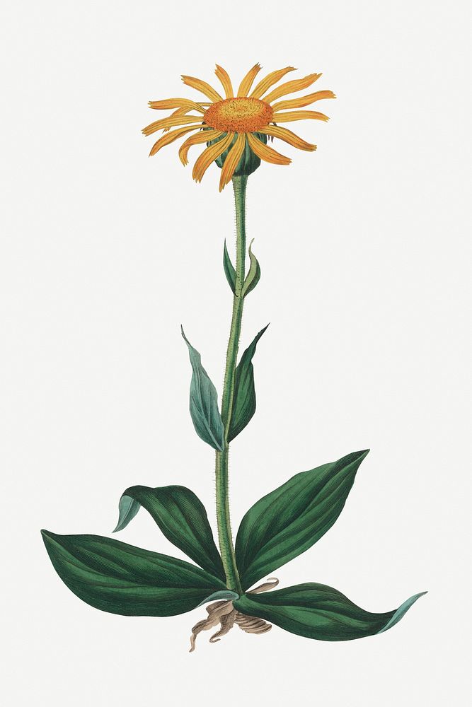 Psd botanical mountain arnica medicinal plant sketch