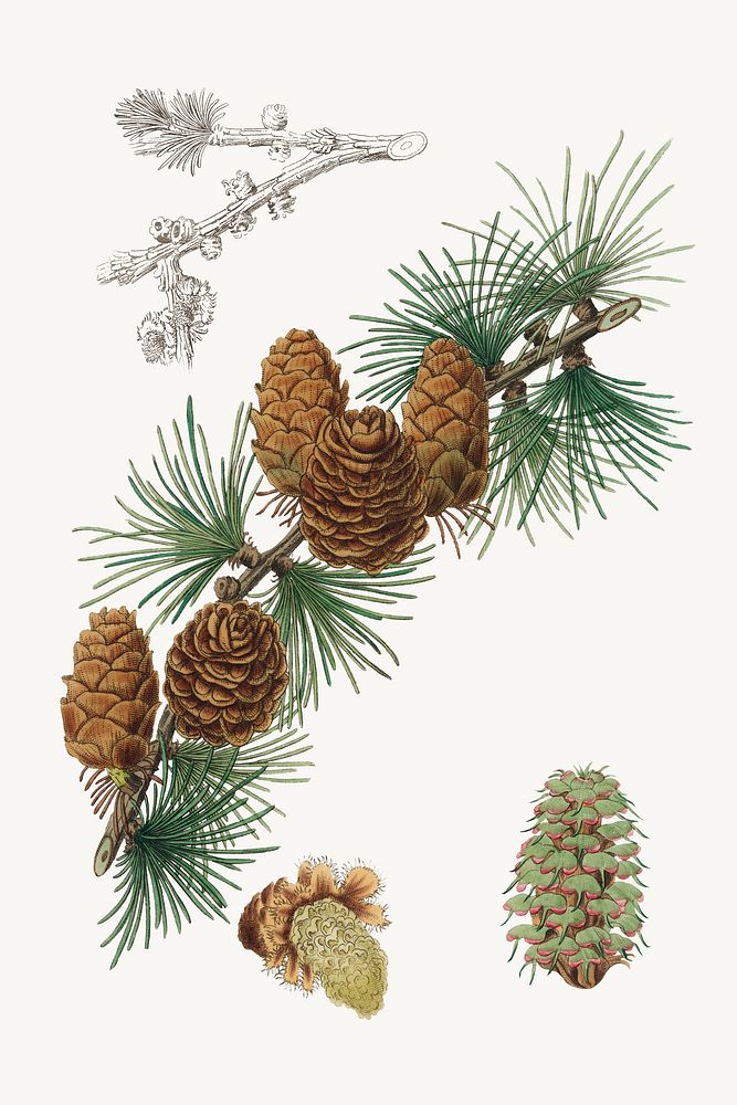Botanical linus larix plant illustration