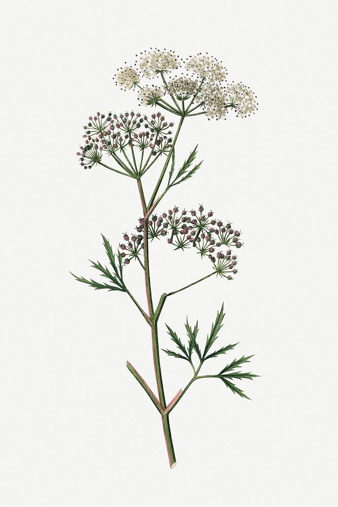 Psd botanical cowbane medicinal plant sketch