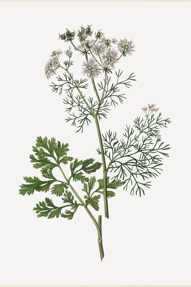 Botanical coriander psd vintage plant sketch