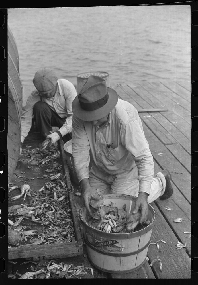 [Untitled photo, possibly related to: Sorting the cooked crabs for shipping. Rock Point, Maryland]. Sourced from the Library…
