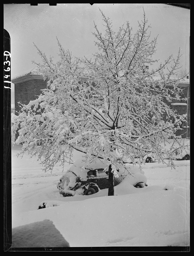 Washington, D.C. Snow-covered cars and trees on Randolph Street near 14th Street, N.W.. Sourced from the Library of Congress.