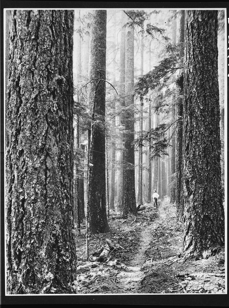 Forest trail in Washington. Sourced from the Library of Congress.