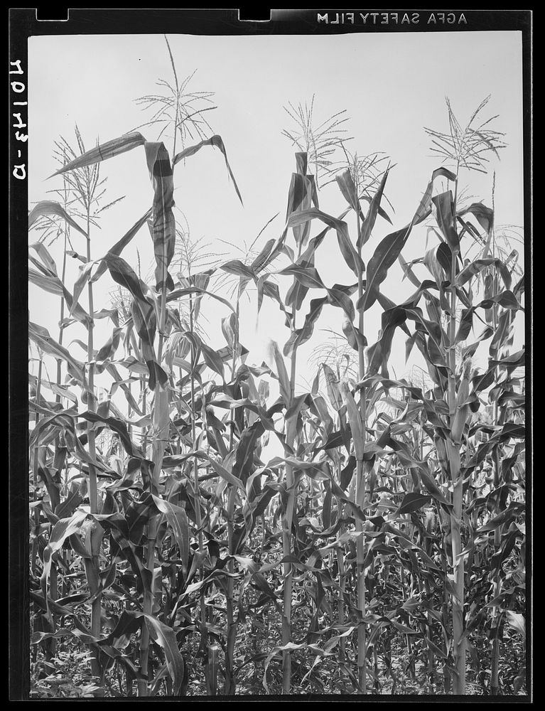 Lititz (vicinity), Lancaster County, Pennsylvania. Corn field on the farm of C.F. Minnich. Sourced from the Library of…