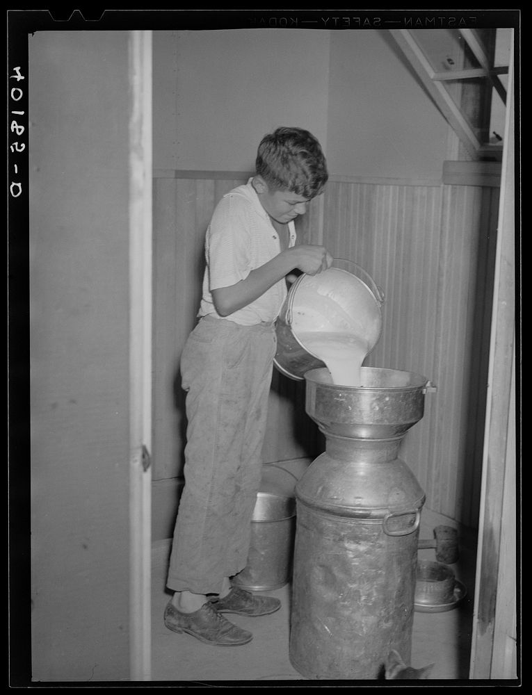 Maytown (vicinity), Lancaster County, Pennsylvania. Jay Reich Jr. filling a milk can in the milk house on the farm of FSA…