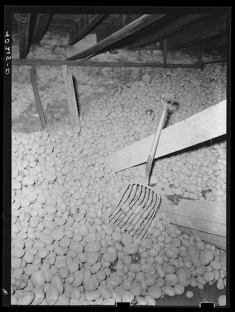 Lancaster County, Pennsylvania. The potato bin on the Enos Royer farm. Sourced from the Library of Congress.