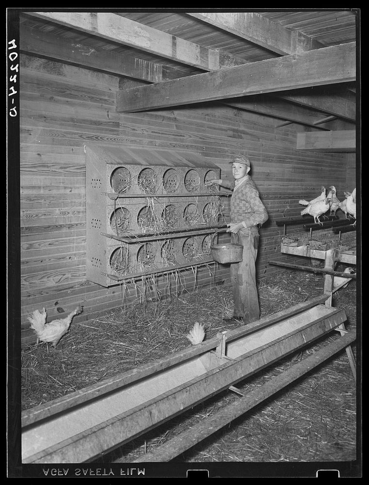 Lancaster County, Pennsylvania. Herbert Royer gathering eggs on the Enos Royer farm. Sourced from the Library of Congress.