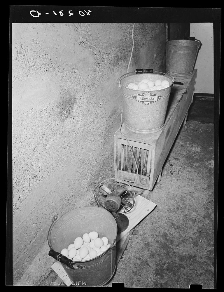 Lancaster County, Pennsylvania. Eggs on the homemade moisturater in the cellar of the chicken house on the Enos Royer farm.…