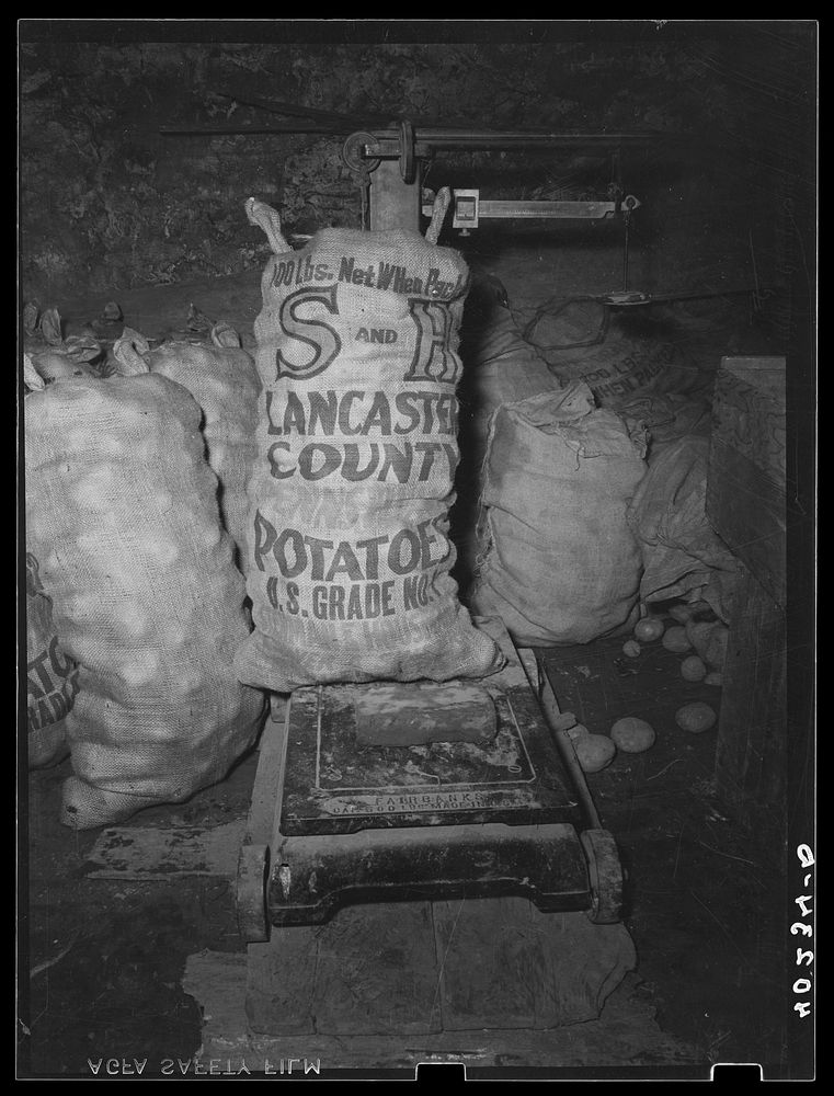 [Untitled photo, possibly related to: Lancaster County, Pennsylvania. Potatos ready for market in the potato cellar on the…