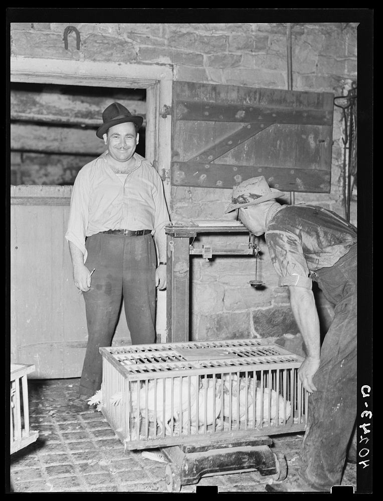 Lancaster County, Pennsylvania. Enos Royer weighing a crate of chickens on his farm for a Philadelphia poultry buyer. There…