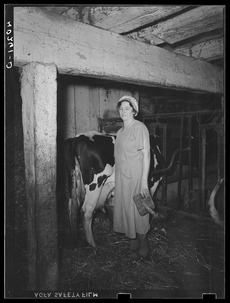 [Untitled photo, possibly related to: Lancaster County, Pennsylvania. Mrs. Royer milking on the Enos Royer farm]. Sourced…