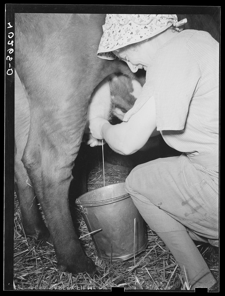 Lancaster County, Pennsylvania. Mrs. Royer milking on the Enos Royer farm. Sourced from the Library of Congress.