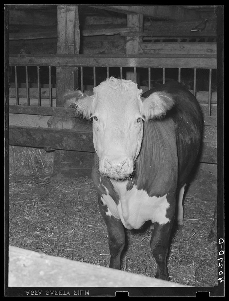 Lancaster County, Pennsylvania. Herbert Royer's 4-H Club steer on the Enos Royer farm. Sourced from the Library of Congress.