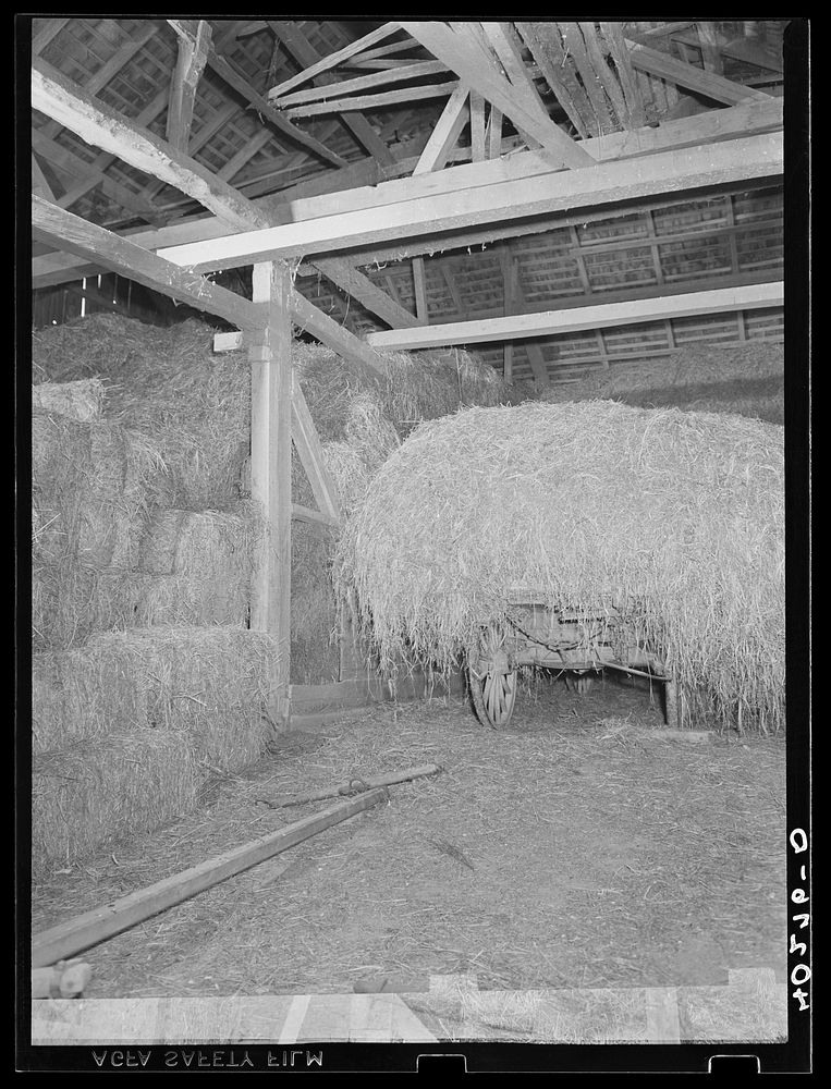 Lancaster County, Pennsylvania. Hay in the barn on the Enos Royer farm. Sourced from the Library of Congress.