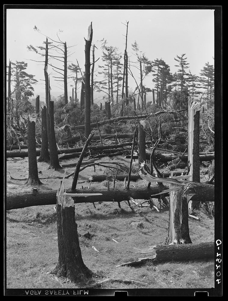 New England hurricane. Pine wood lot near Worcester and Amherst, Massachusetts. Sourced from the Library of Congress.